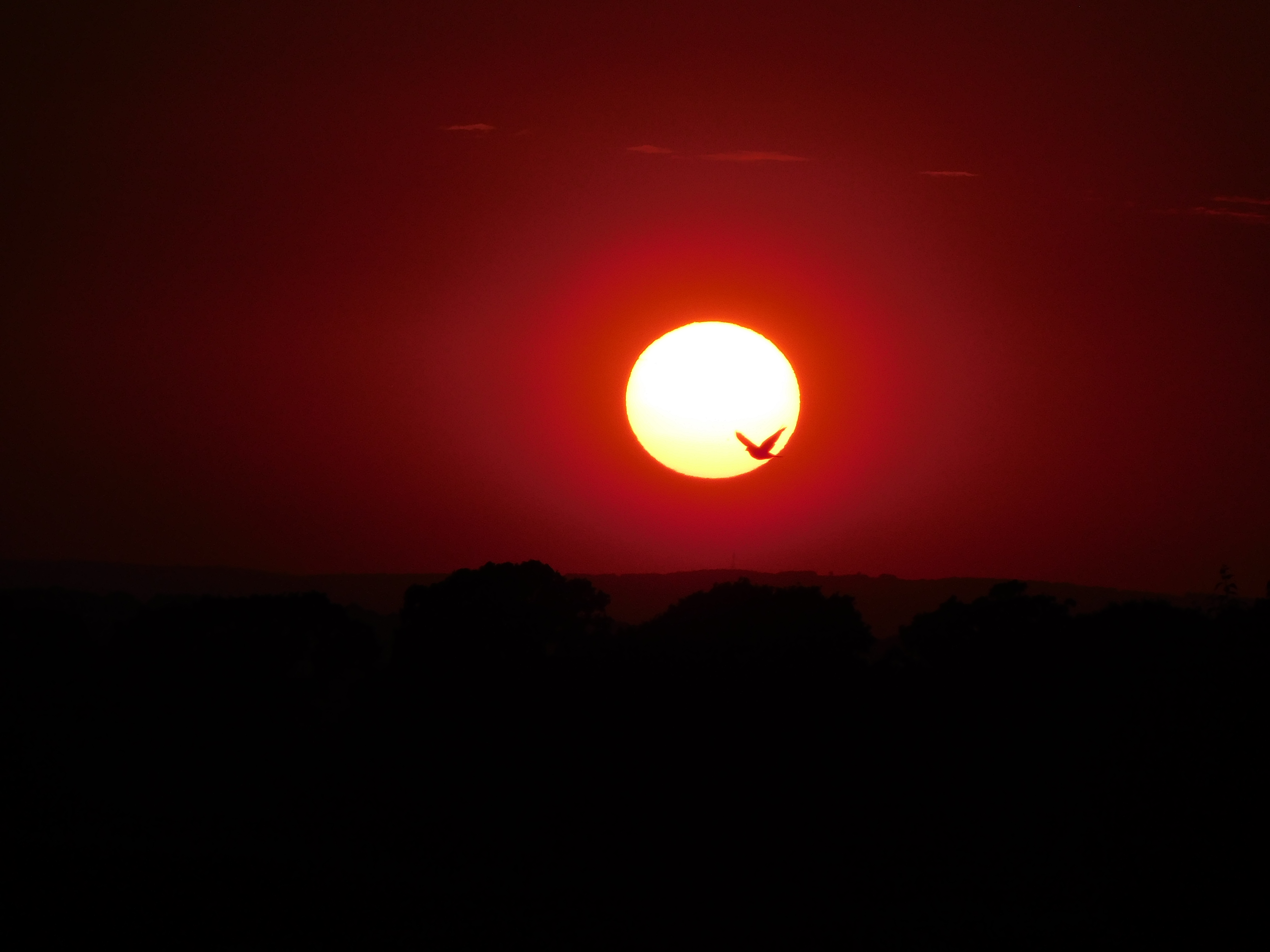 A bird flying past the sunset